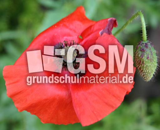 Klatschmohn-2.jpg